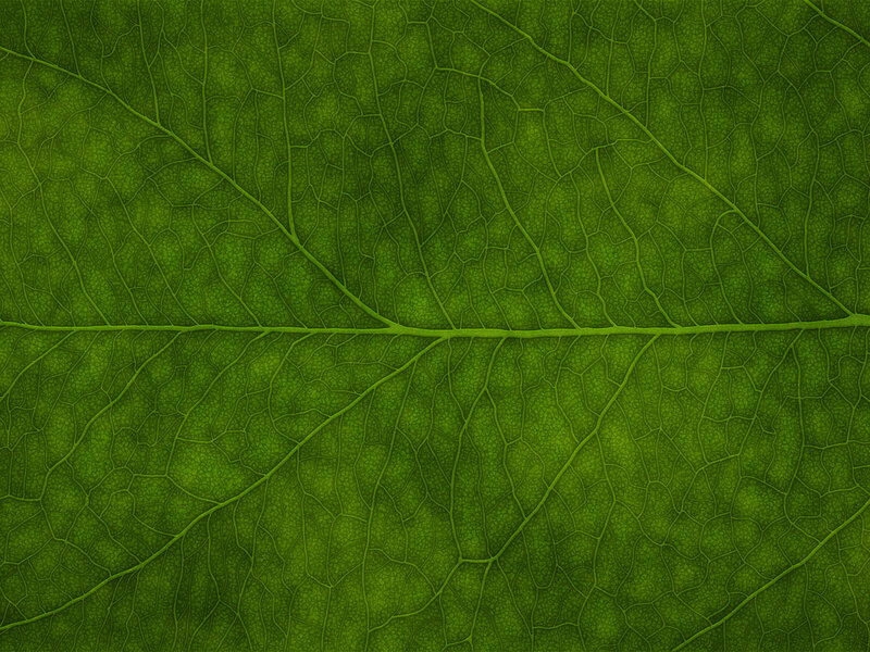 Close-up of Leaf Veins — Cells
