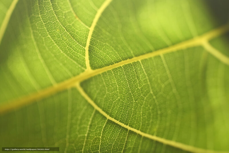 Close-up of Leaf Veins — Green, Calm, Photograph