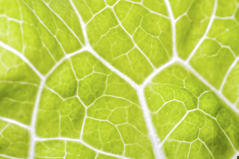 Close-up of Leaf Veins — Green, Calm, Photograph, White