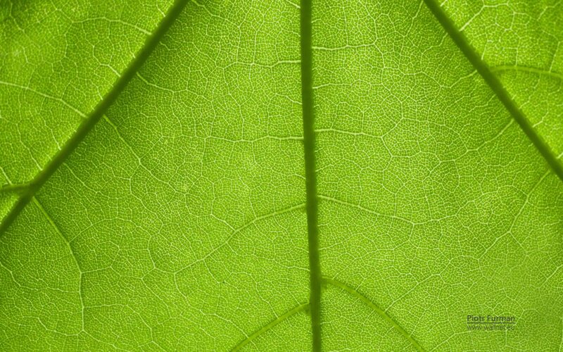 Close-up of Leaf Veins — Green, Calm