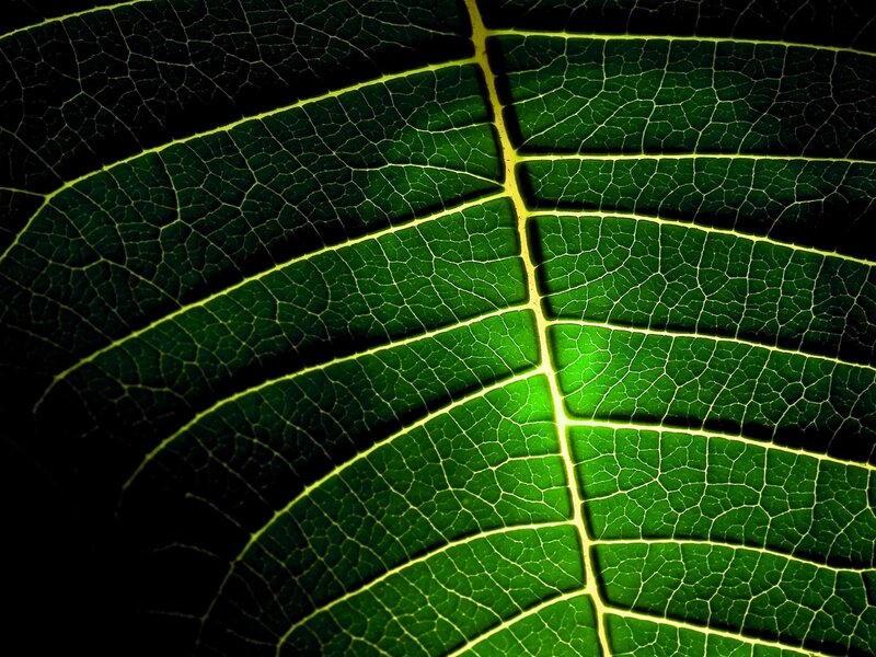 Close-up of Leaf Veins — Green, Dramatic