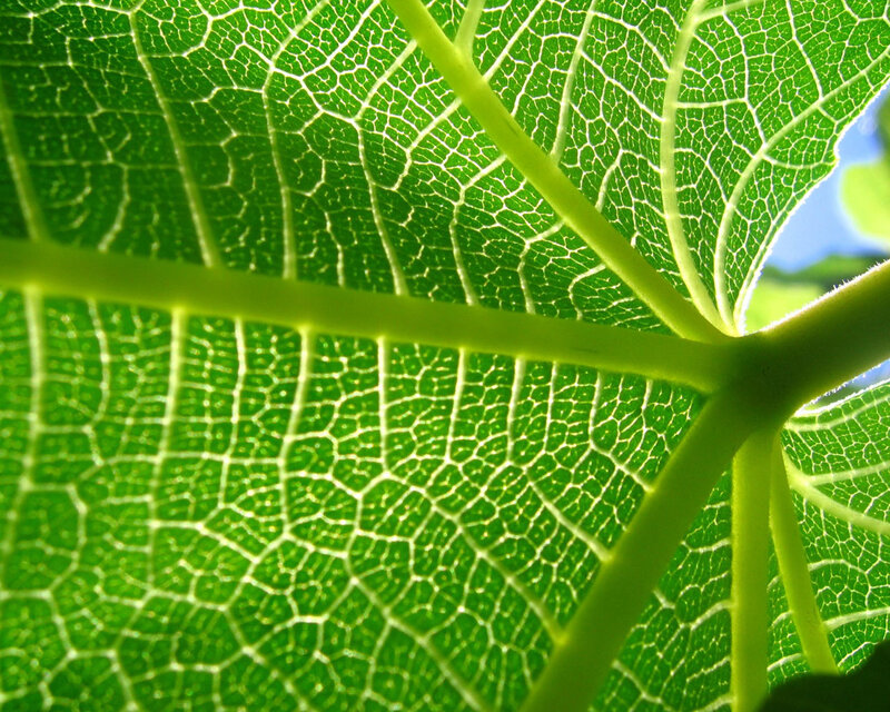 Close-up of Leaf Veins — Green, Natural, Afternoon, Photograph, Stem, Sunlight