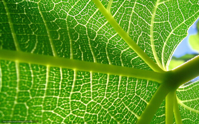 Close-up of Leaf Veins — Green, Natural, Afternoon