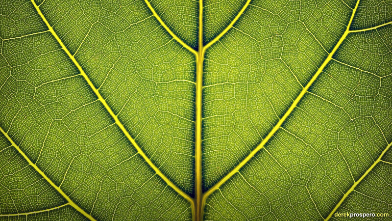 Close-up of Leaf Veins — Green, Natural, Photograph, Texture