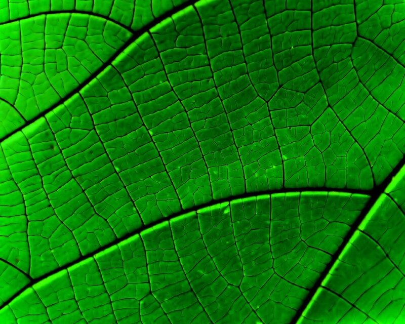 Close-up of Leaf Veins — Green, Natural, Photograph