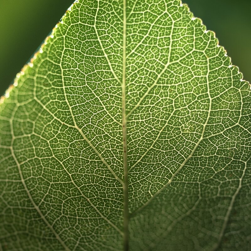 Close-up of Leaf Veins — Green, Natural, Photograph, White