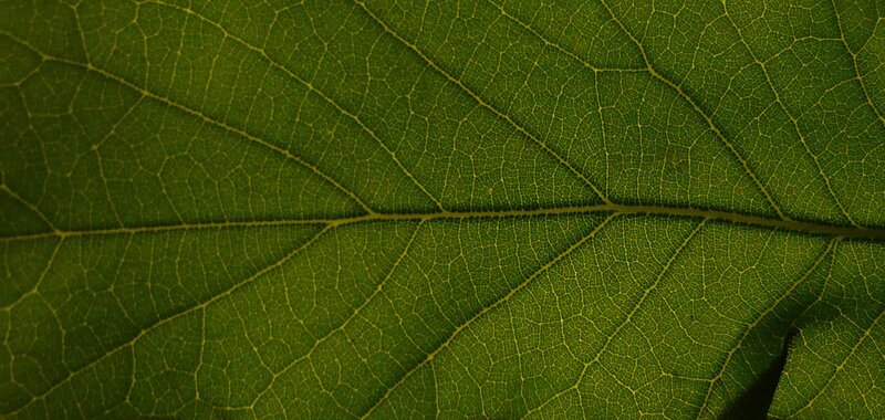 Close-up of Leaf Veins — Green, Natural