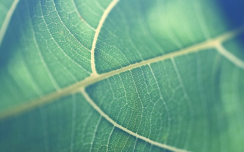 Close-up of Leaf Veins — Green, Serene, Photograph