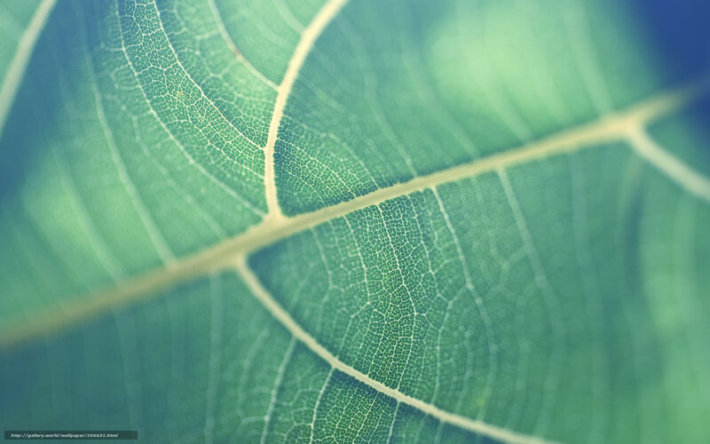 Close-up of Leaf Veins — Green, Serene