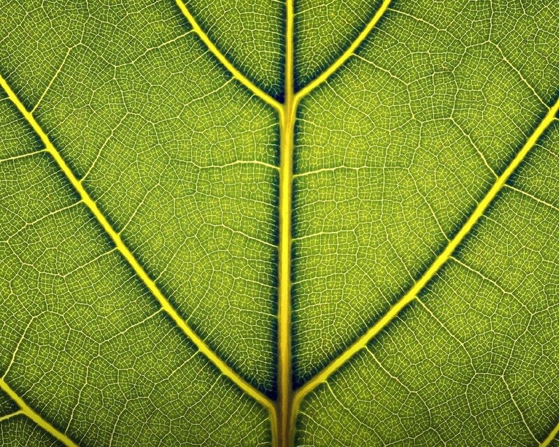 Close-up of Leaf Veins — Green, Texture