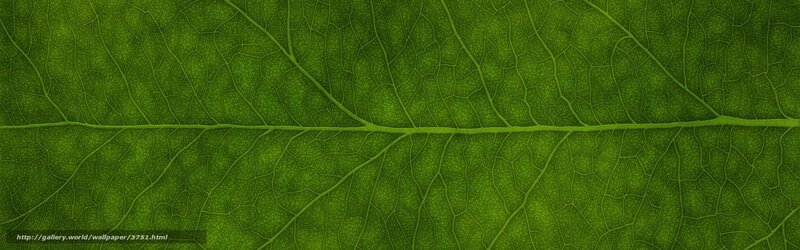 Close-up of Leaf Veins — Green