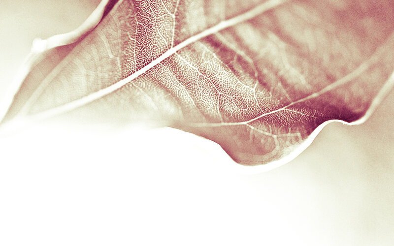 Close-up of Leaf Veins — White