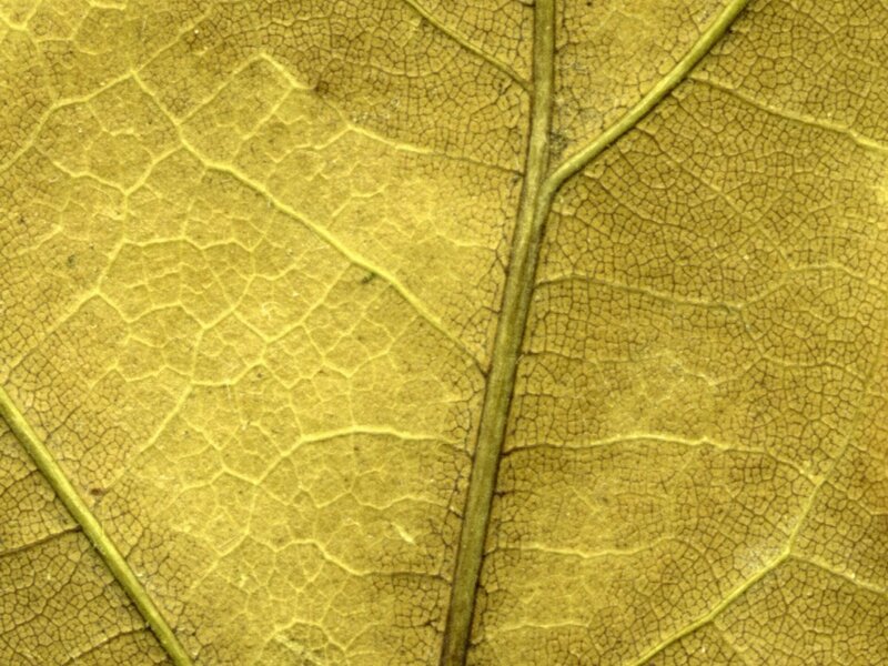 Close-up of Leaf Veins — Yellow, Natural, Photograph