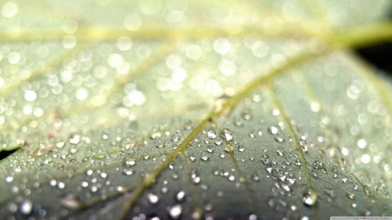 Close-up of Leaf with Dew