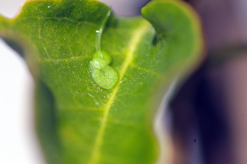 close-up of leaf with droplet