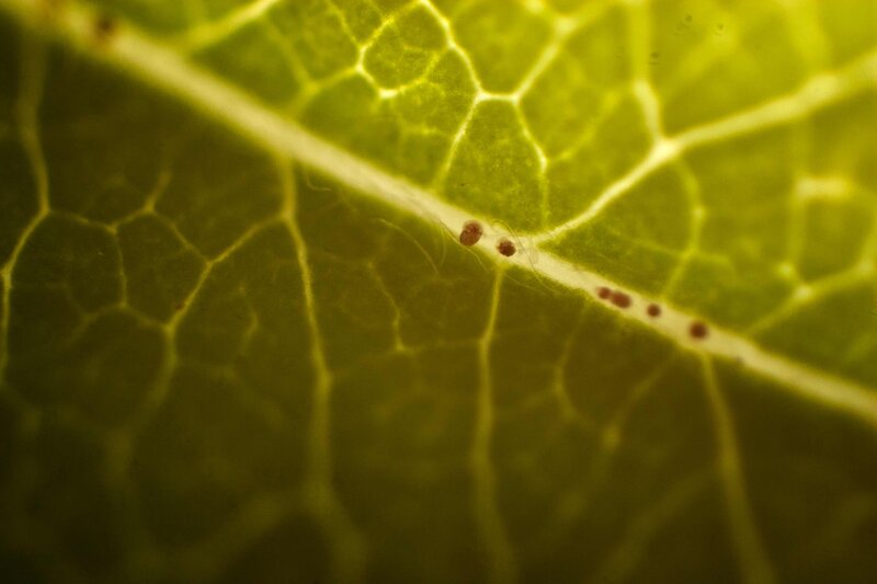 Close-up of leaf with insects