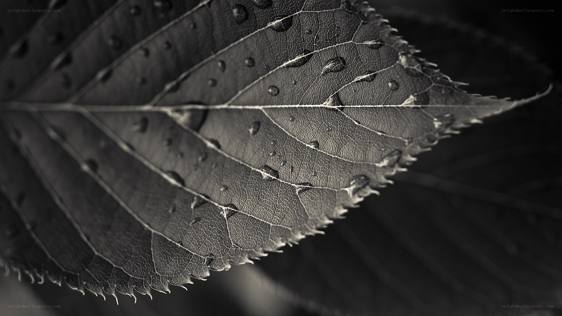 Close-up of leaf with water droplets