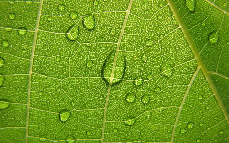 Close-up of leaf with water droplets