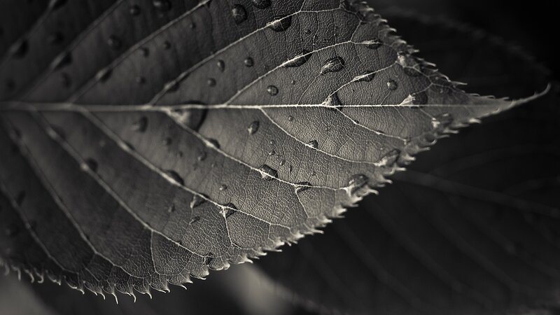 Close-up of Leaf with Water Droplets — Black, Dramatic