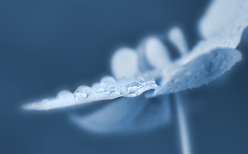 Close-up of Leaf with Water Droplets — Blue
