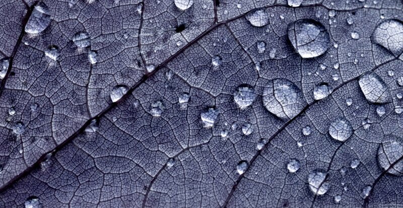Close-up of Leaf with Water Droplets — Gray
