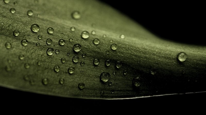 Close-up of Leaf with Water Droplets — Green