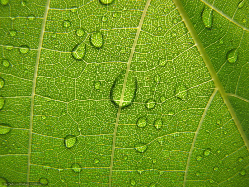 Close-up of leaf with water droplets
