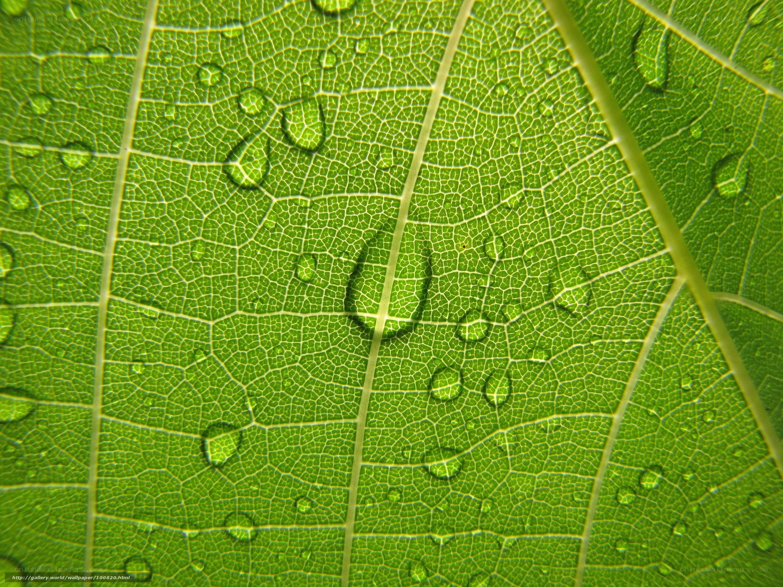 Close-up of leaf with water droplets