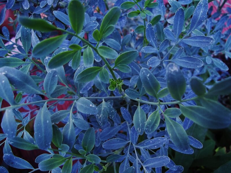 Close-up of Leafy Plant
