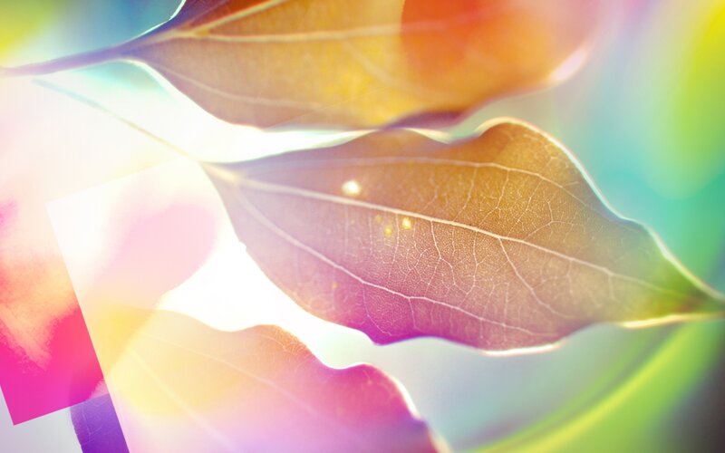 Close-up of Leaves — Green