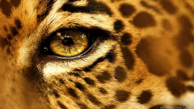 Close-up of Leopard Eye