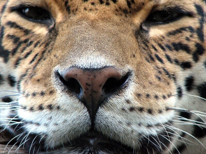 Close-up of Leopard Face