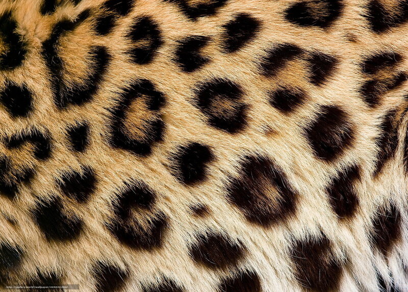 close-up of leopard fur