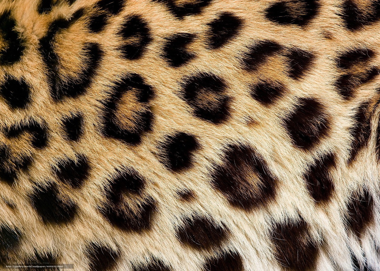 close-up of leopard fur