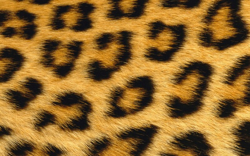 close-up of leopard fur