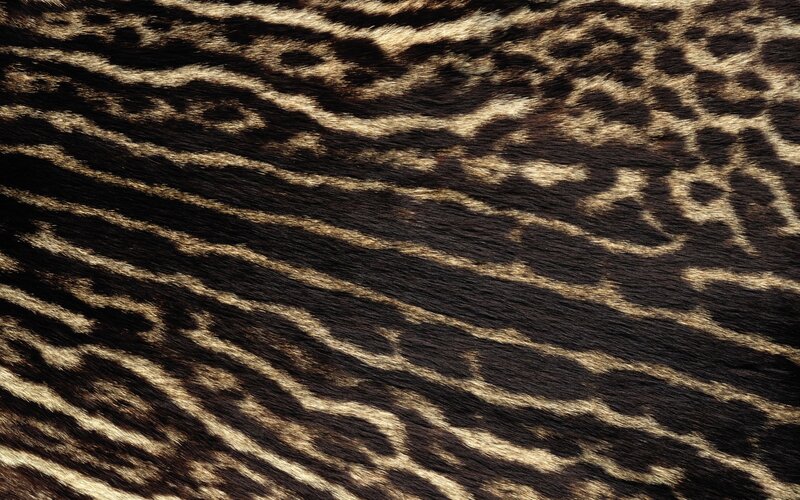 close-up of leopard fur pattern
