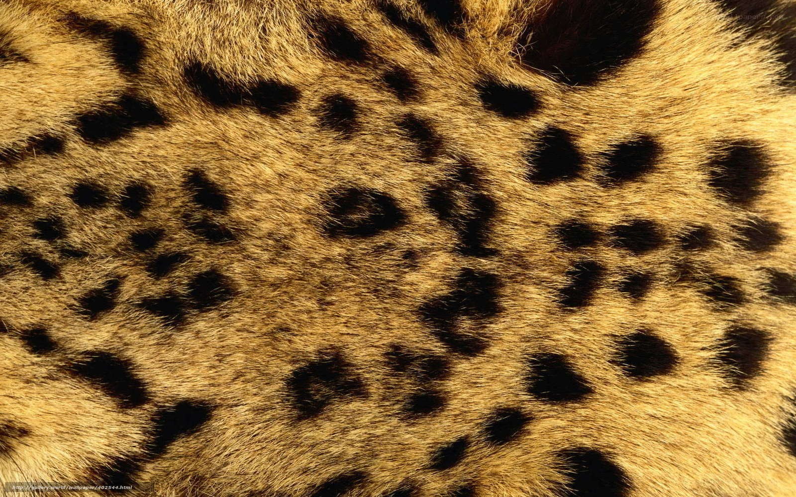 close-up of leopard fur
