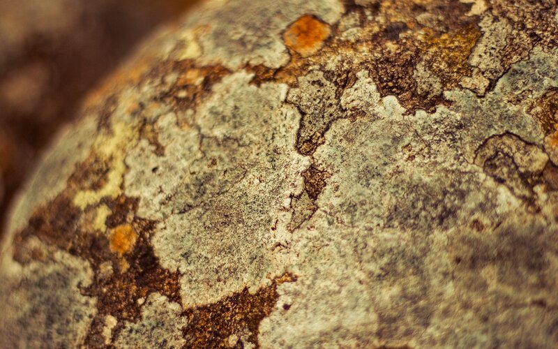 close-up of lichen-covered rock