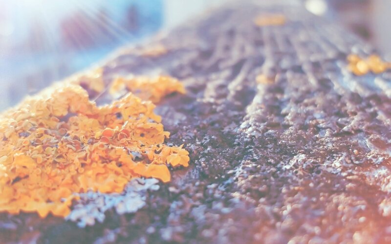 Close-up of lichen on a rock