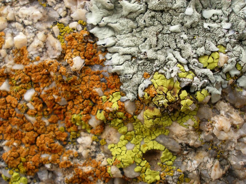 close-up of lichen on rock