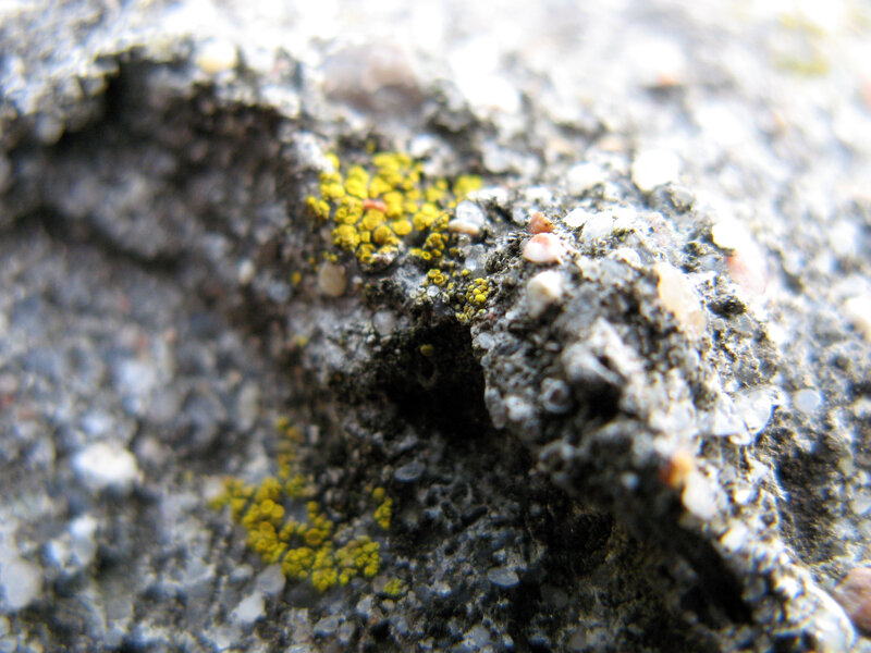 close-up of lichen on rock