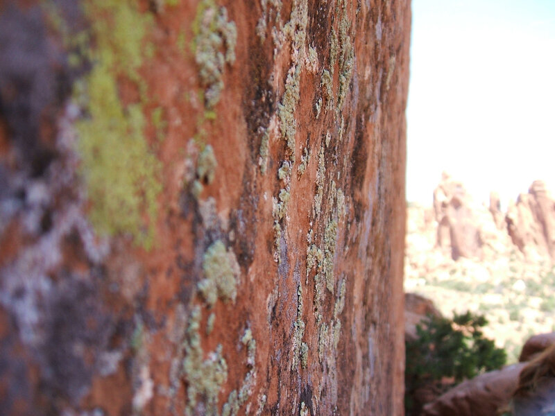 close-up of lichen on rock