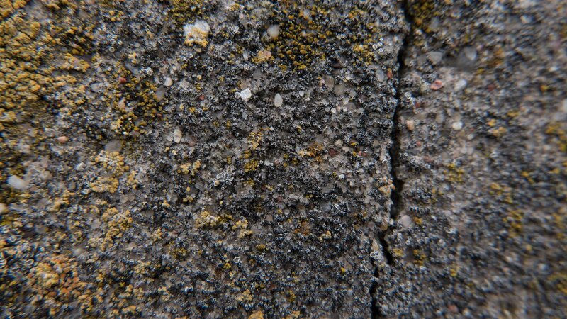 Close-up of Lichen on Stone