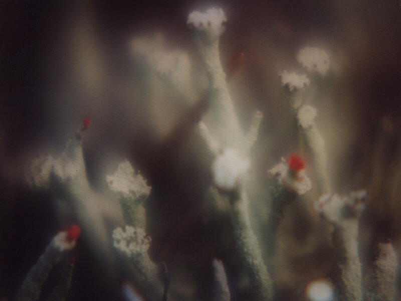 close-up of lichen structures