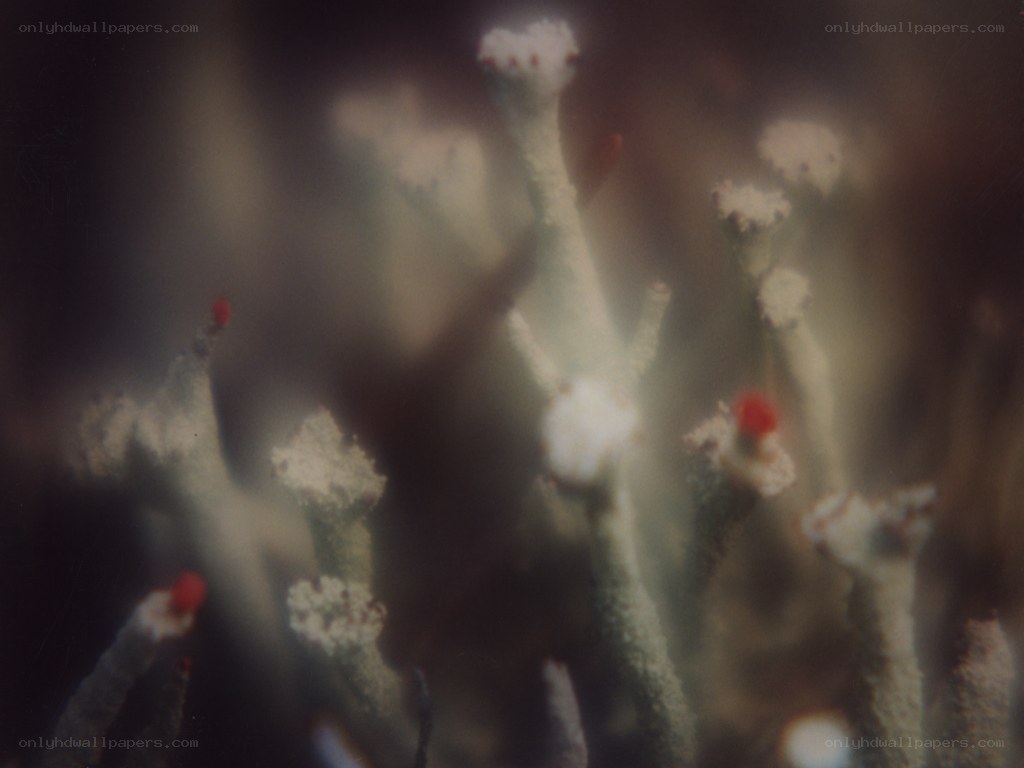 close-up of lichen structures