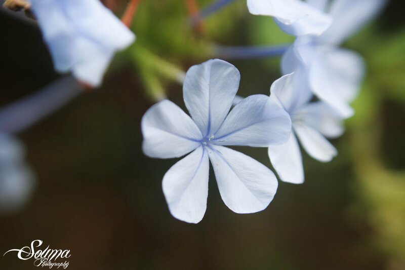 Close-up of light blue flowers