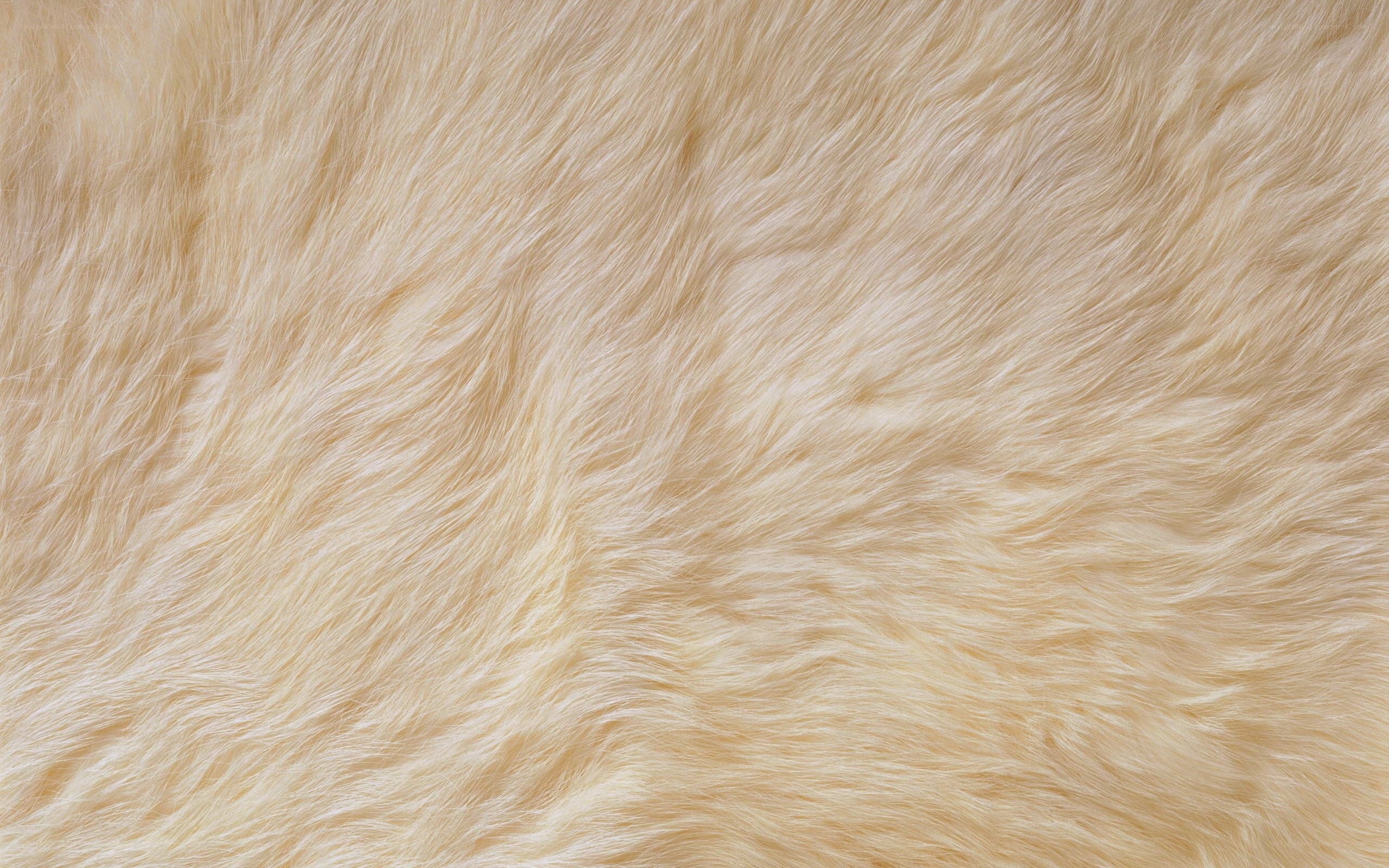 close-up of light fur texture
