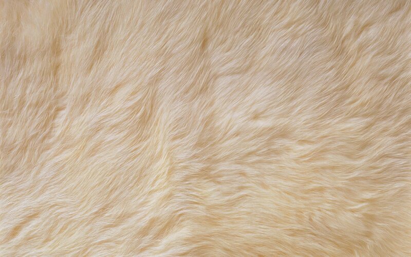 Close-up of Light Fur