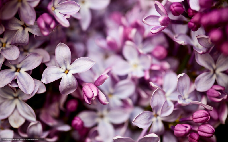 Close-up of lilac flowers