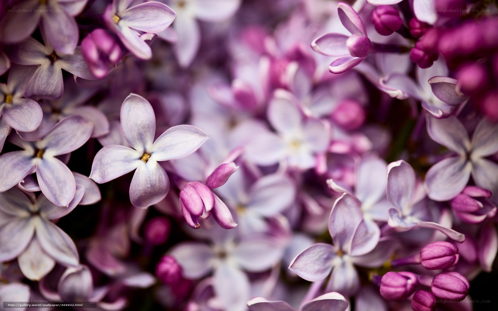 Close-up of lilac flowers